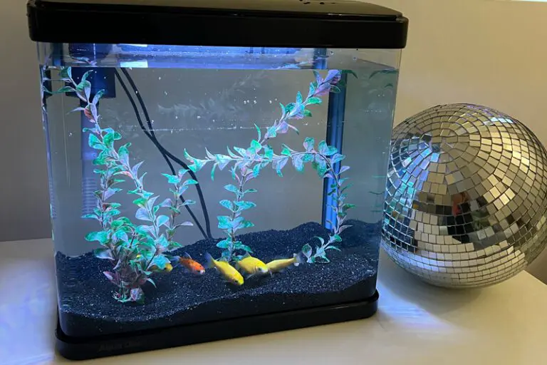 Arq Sydney's fish rehomed with patron after nightclub closure