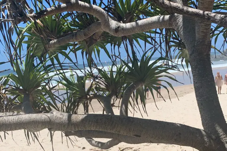 NSW gay beach denied heritage status amid nudity crackdown